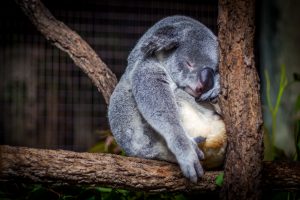 NappingKoala